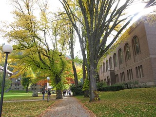 Wilson Library in the fall, with leaves on the walkway